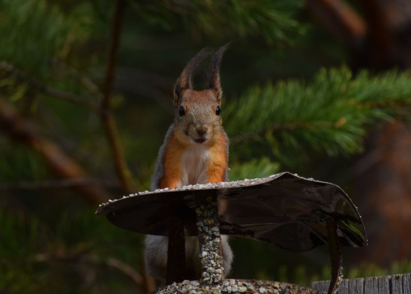 Chimney Bird Removal