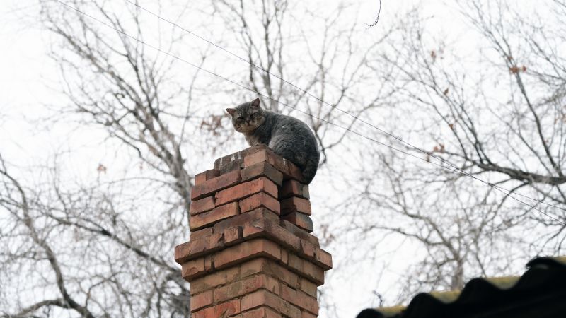 Chimney Bird Removal