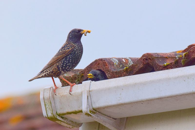 Chimney Bird Removal