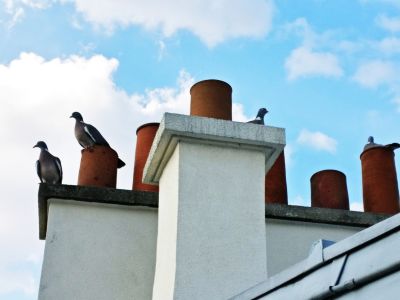 Birds in Chimney