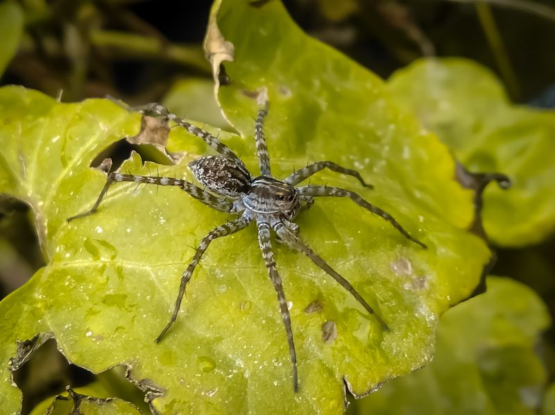 Common Spiders Extermination in Rockwall, TX