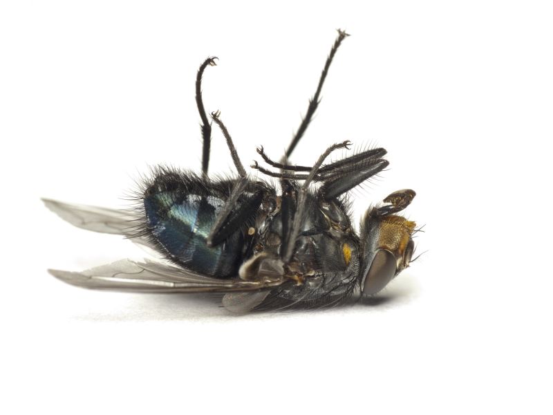 Fly Control Service in Arlington, TX