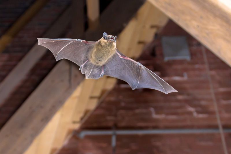 How Birds And Bats Create Problems