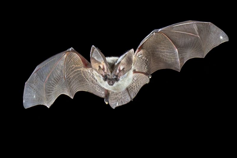 How Birds And Bats Impact Commercial Buildings And Facilities