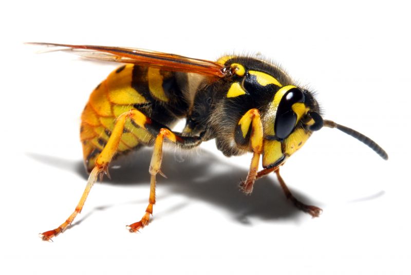 Wasps and Bees
