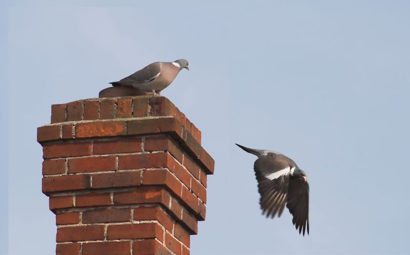 Products For Chimney Bird Removals in use
