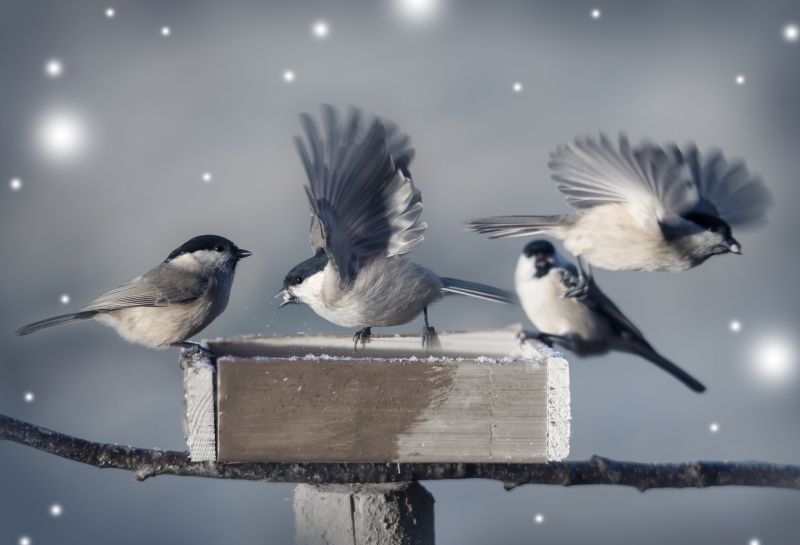 Humane Bird Removal Specialists