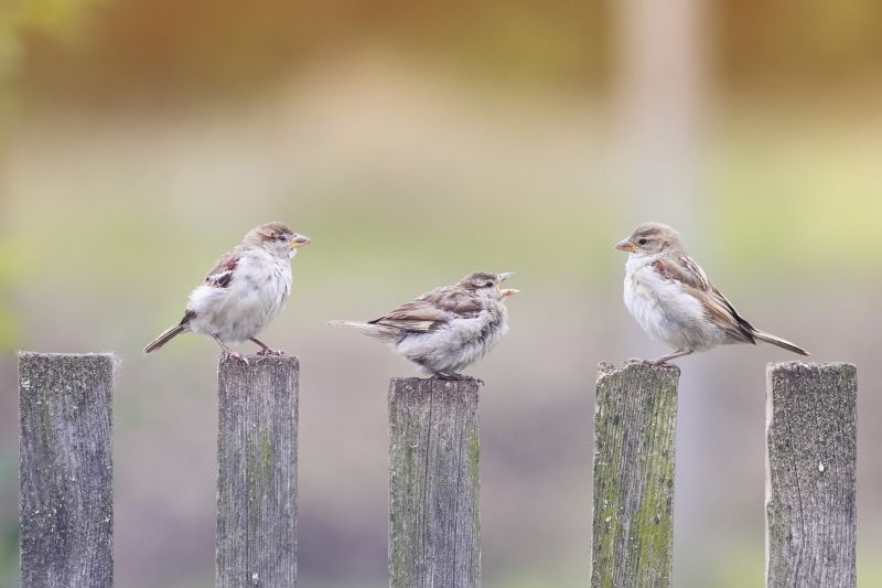 Why Birds Nest Inside Dryer Vents And Exhaust Pipes