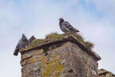 Keep Chimney Free from Wildlife
