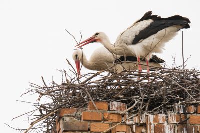 Prevent Birds from Entering the Chimney