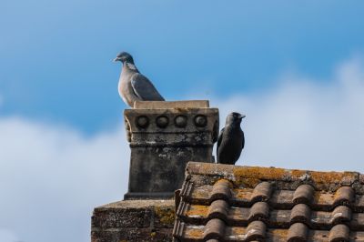 Remove a Bird from the Chimney